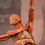 Real Bodies The Exhibition comes to the NEC from Friday 8th June Respiratory